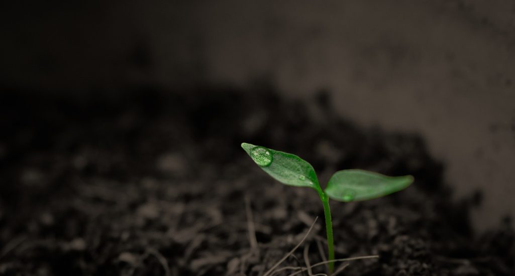 plant, sprout, botany